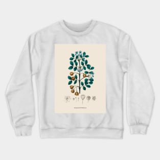 Guaiacwood Antique Botanical Illustration Crewneck Sweatshirt